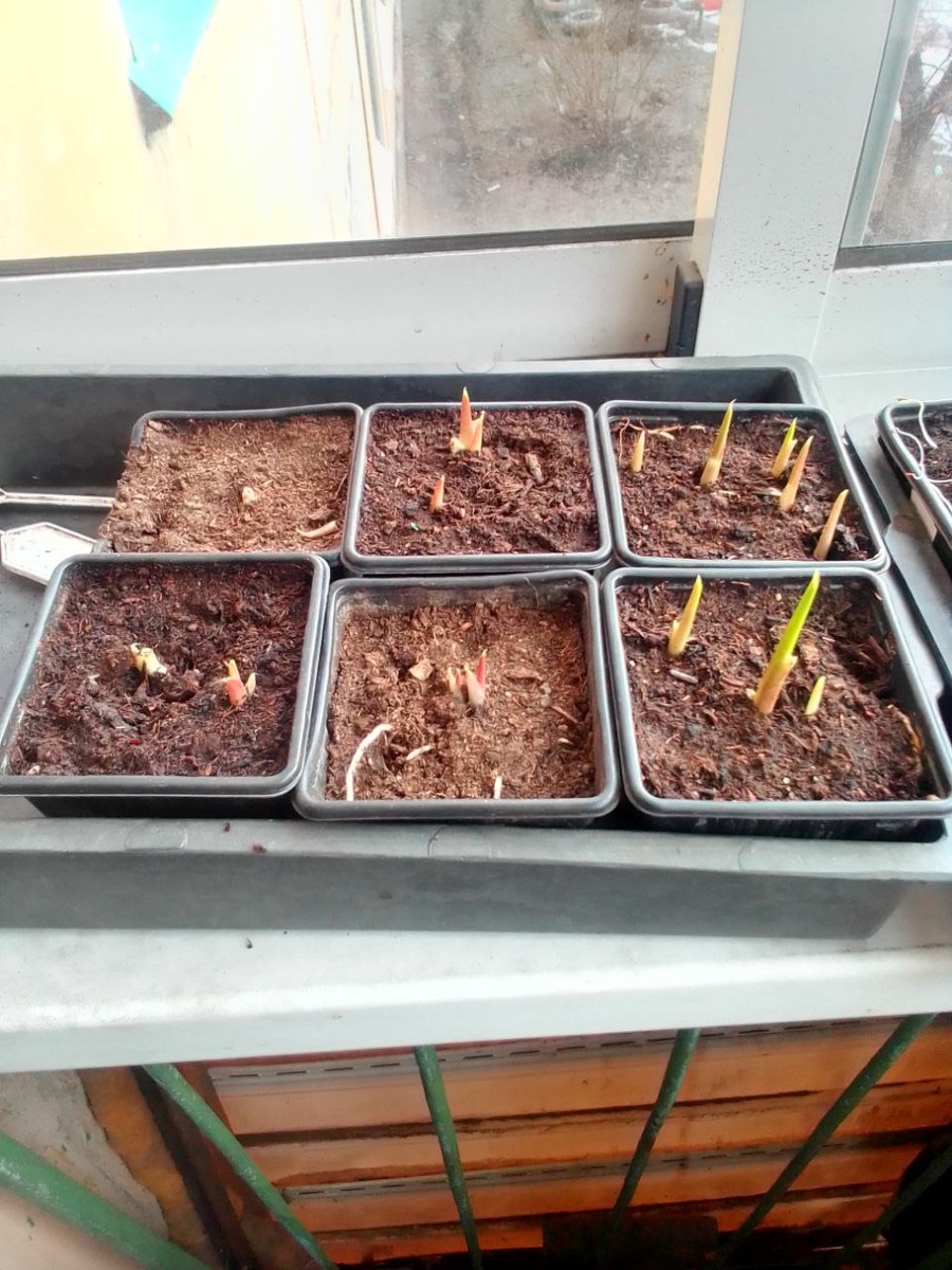 Каллы проросли. 