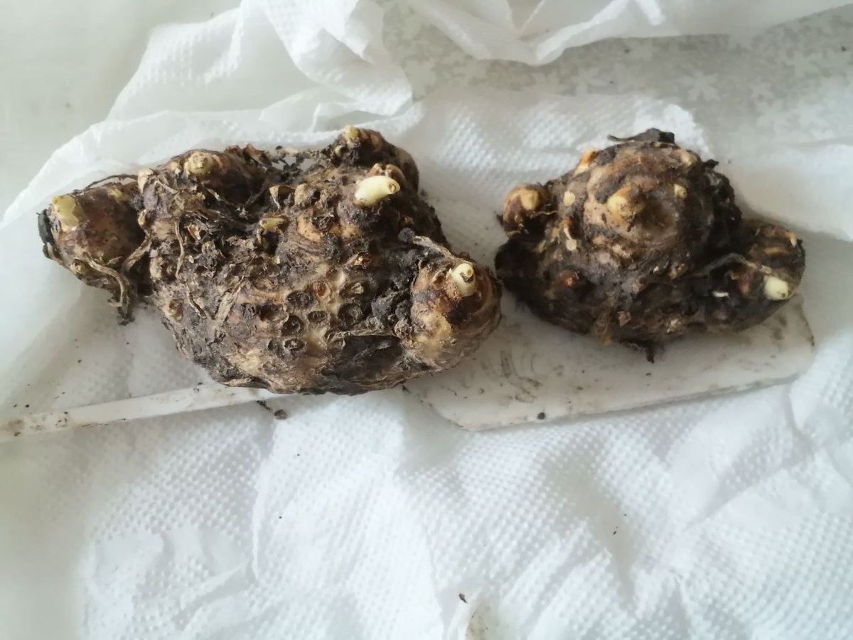 Луковицы калл после хранения