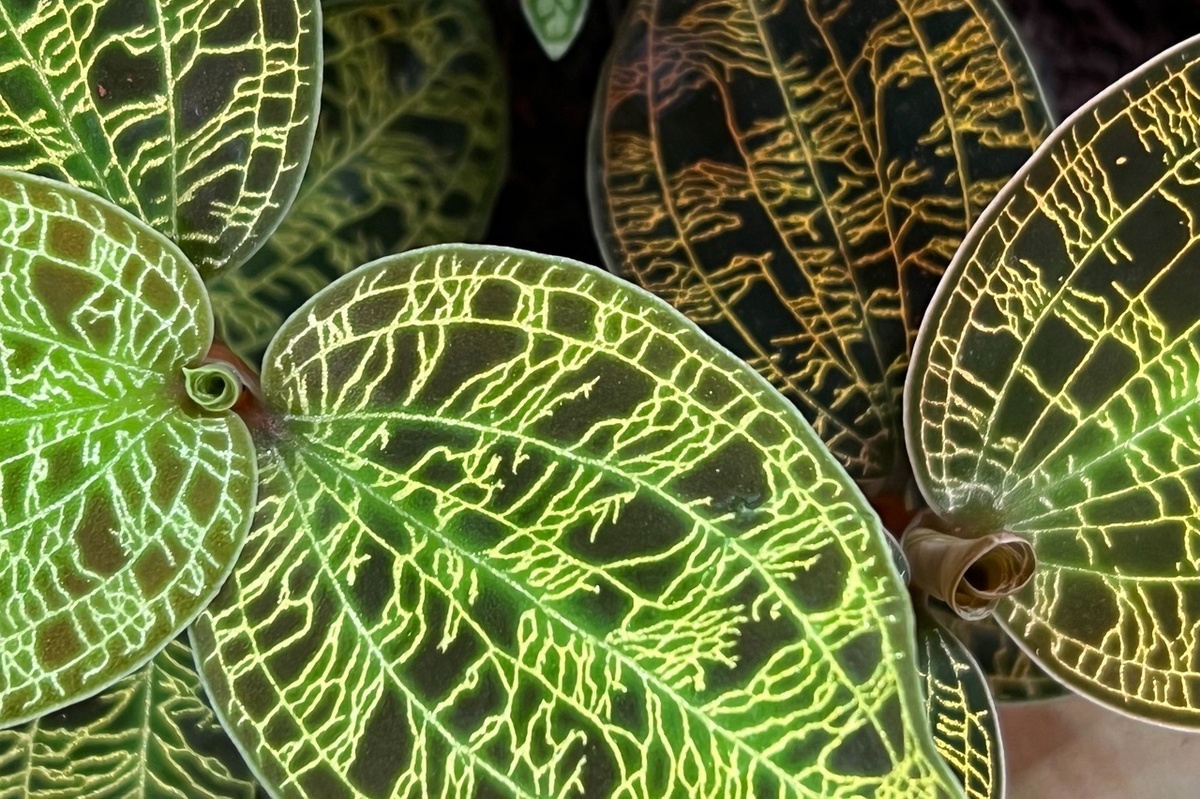 На фотографии: Macodes petola и Macodes petola var. Gold