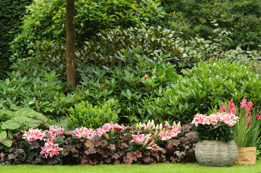 Фото: лилии в дизайне сада