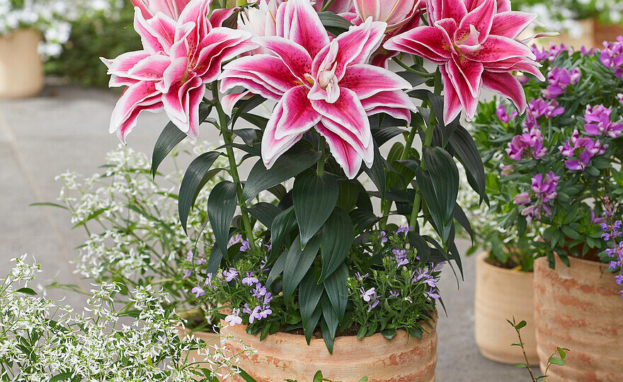 Виды лилий: как создать клумбу непрерывного цветения с июня по сентябрь