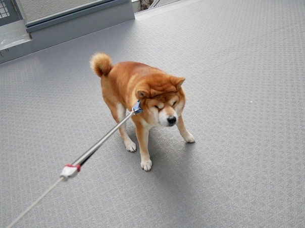 -Путь самурая не ведет его к ветеринару! И не надейся!