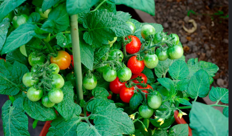 каменный цветок - сажаю даже в кашпо, если есть лишние, выглядит потрясающе