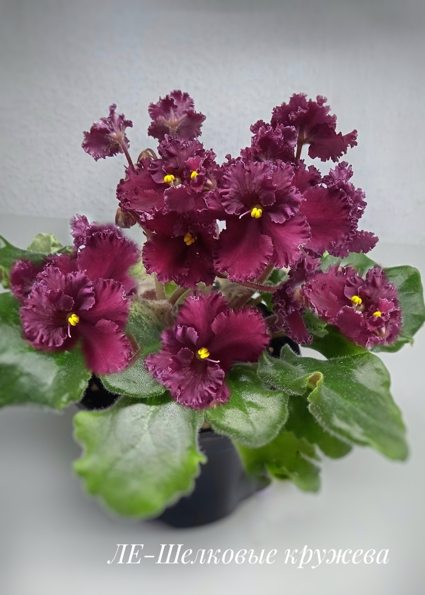 Любимый сорт