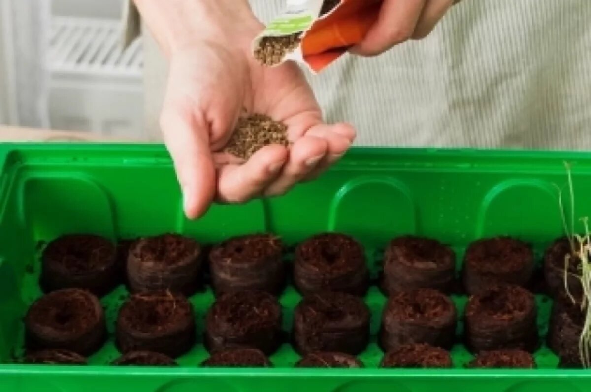    Агрономы объяснили тюменцам, покупать ли семена у коллекционеров