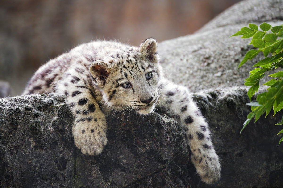 (с)  Tambako the Jaguar. Ирбисы заняли горные хребты 12 стран Азии.