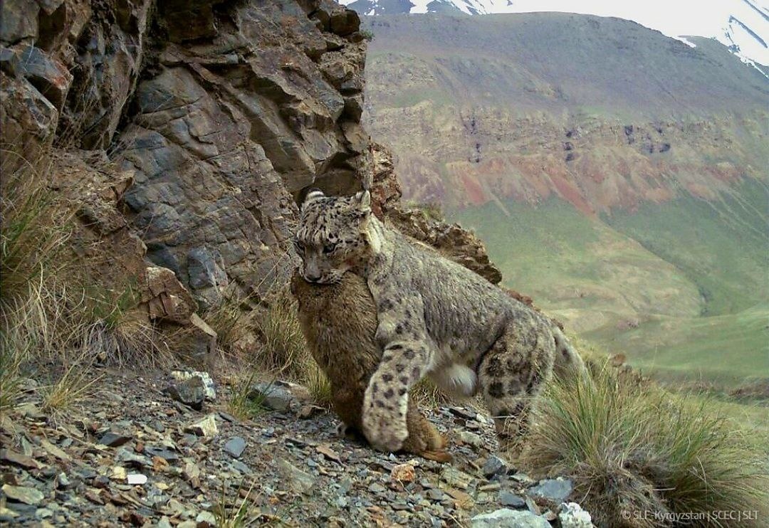 (с) Snow Leopard Trust. Ирбис и его добыча в горах Монголии.
