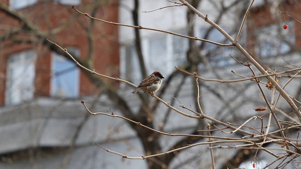    Фото: Андрей Прошин / Вечерняя Москва
