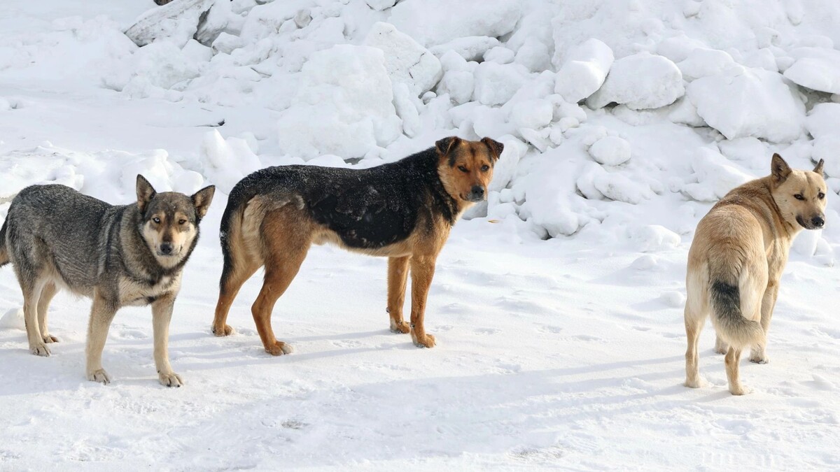    Фото: Андрей Ткачев/«Ямал-Медиа»