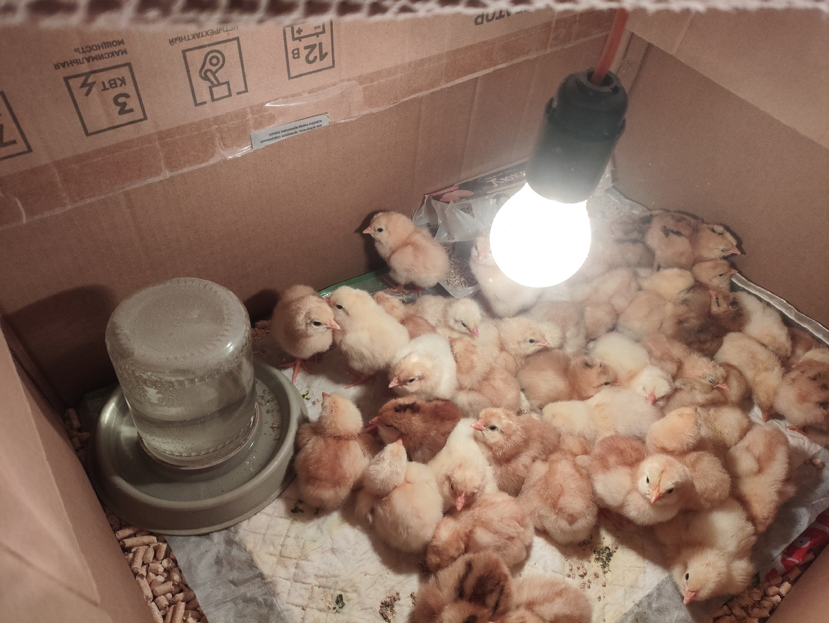 Уже на головах друг у дружки сидят...