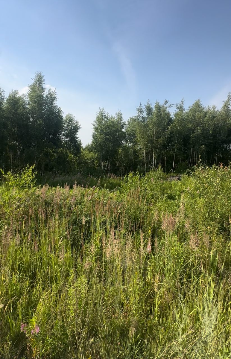 Заросли на участке