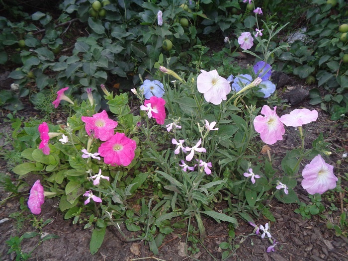 Петуния и маттиола