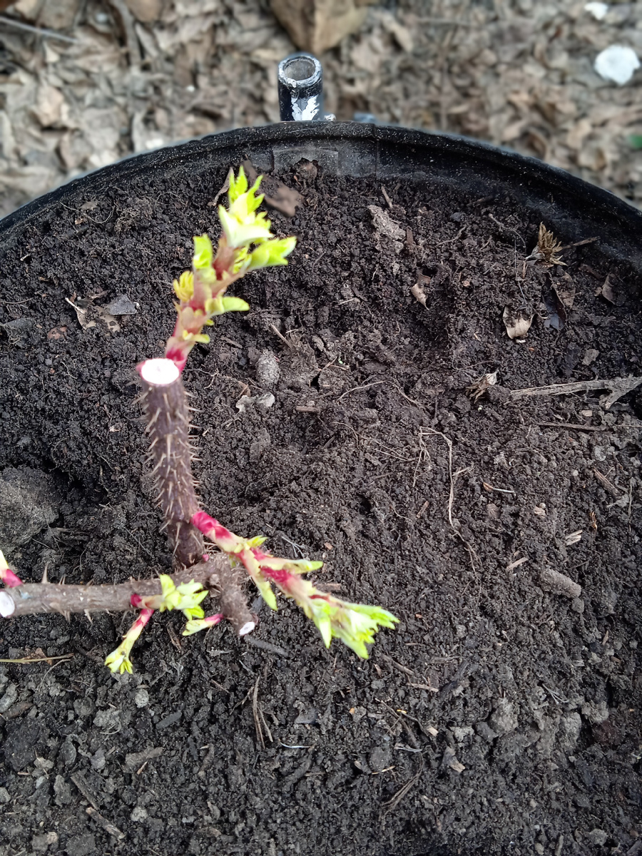 уже красотка