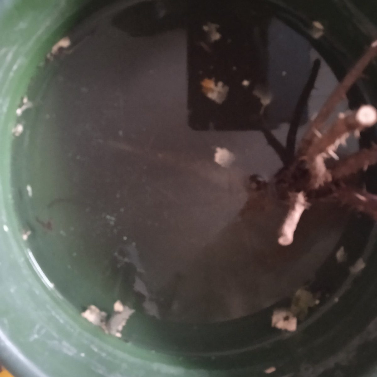 Вот так в ведре простоял месяц