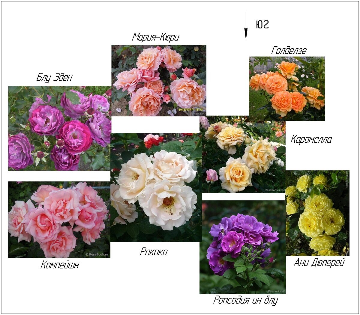 схема микса со шрабами за год до посадки роз (2013 г)