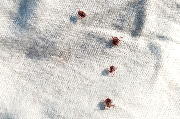 Фото: Управление Роспотребнадзора по Владимирской области