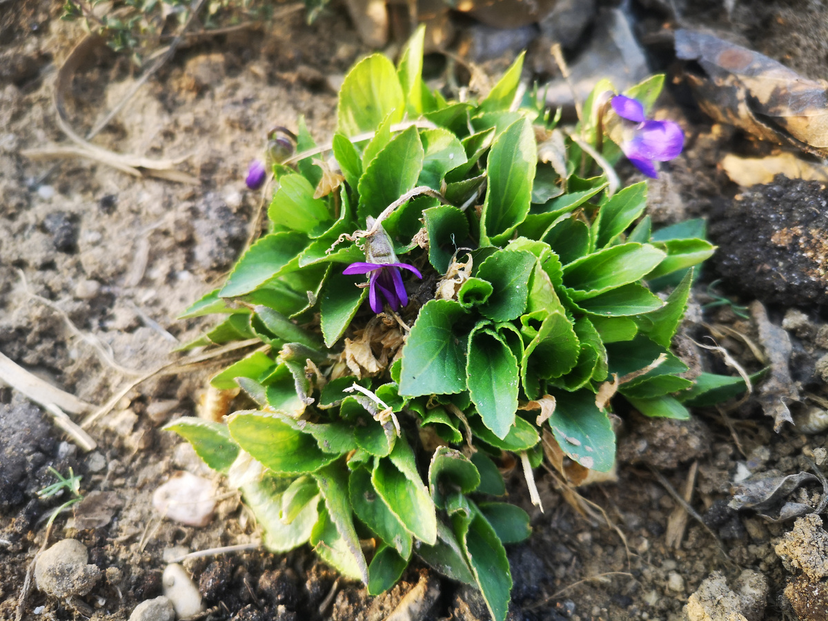 Многолетняя фиалка. 