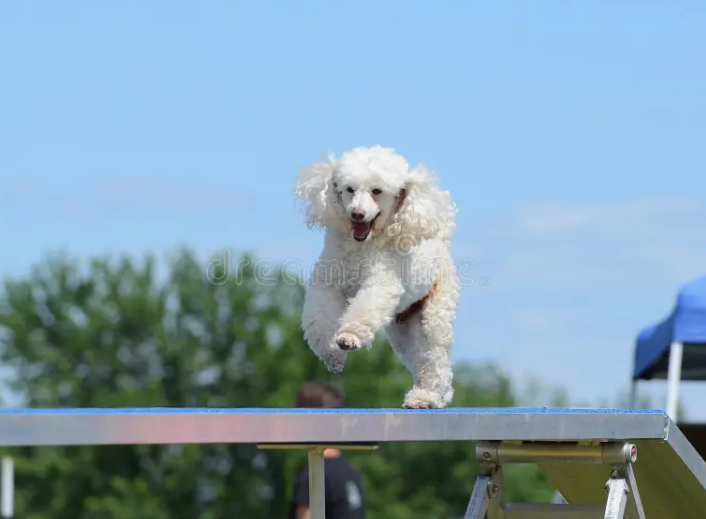 Фото с сайта dreamstime.com