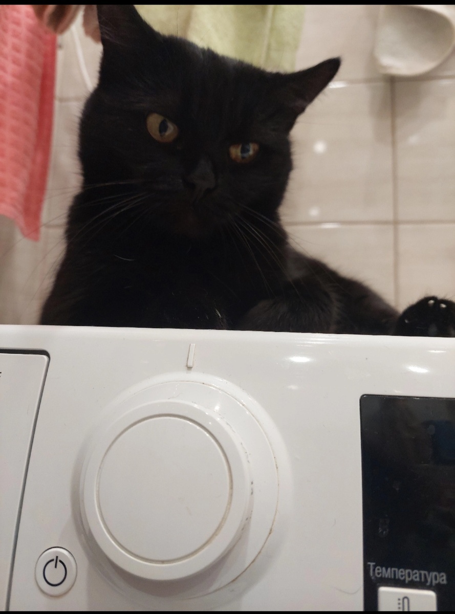 Кошка Ночка