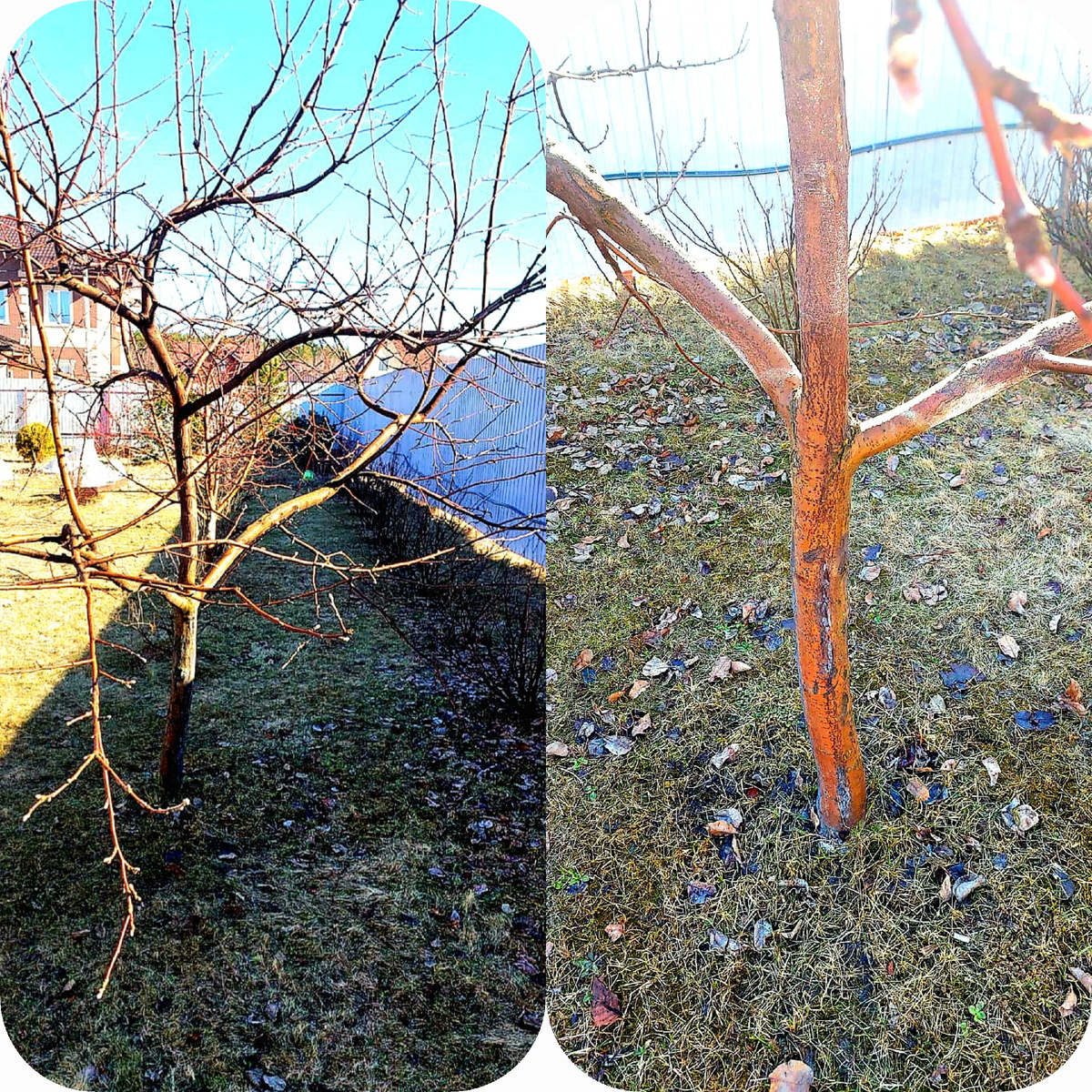 После обработки препаратом «Профилактин»