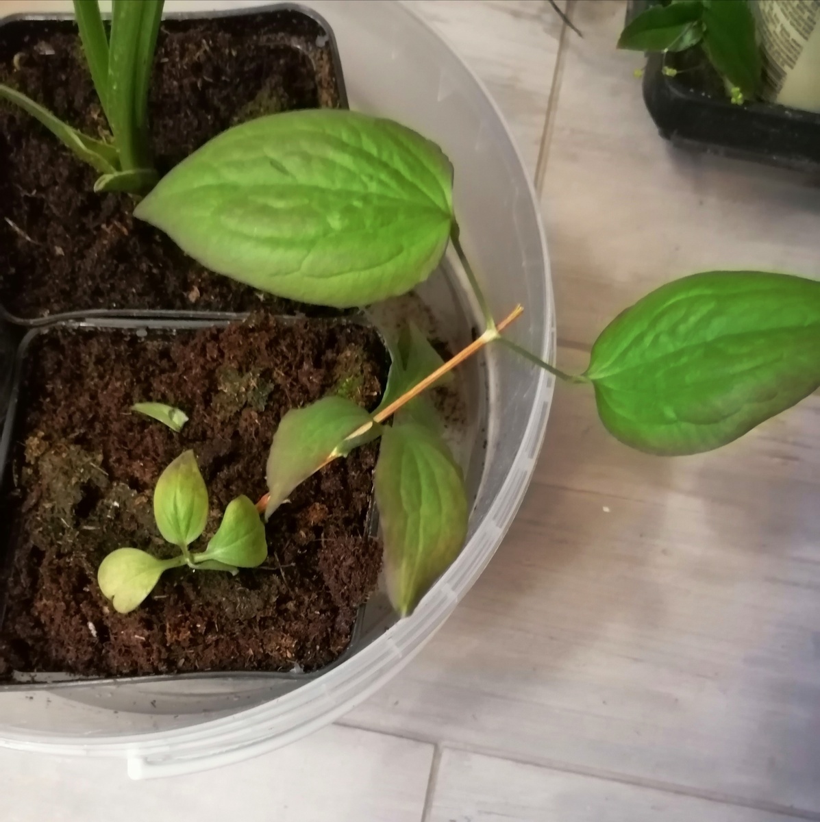 Это не я неуклюжая, саженец сломался ещё во время упаковки. 