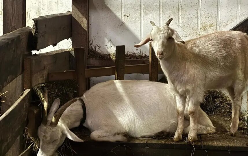    Животные на ферме.предоставлено хозяйкой фермы