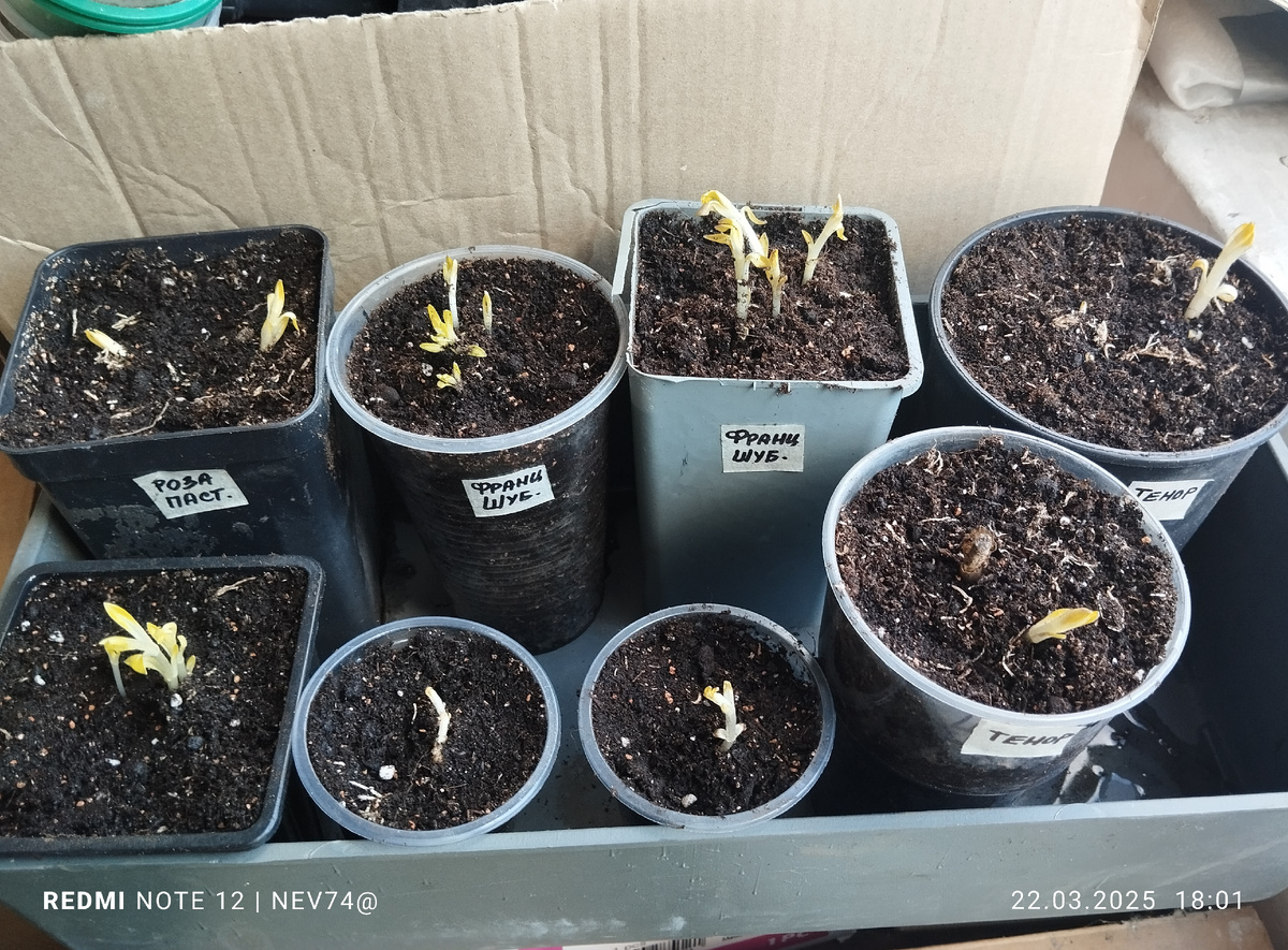 Флоксы из пакетов высажены в горшки