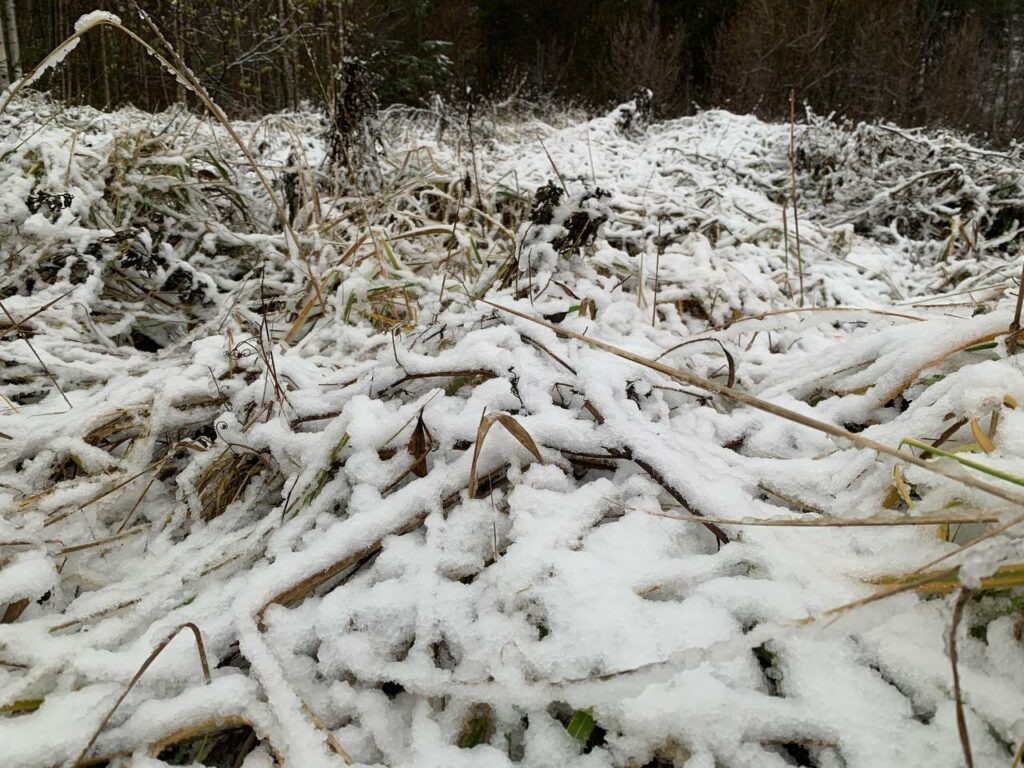    Иннокентий Радыгин