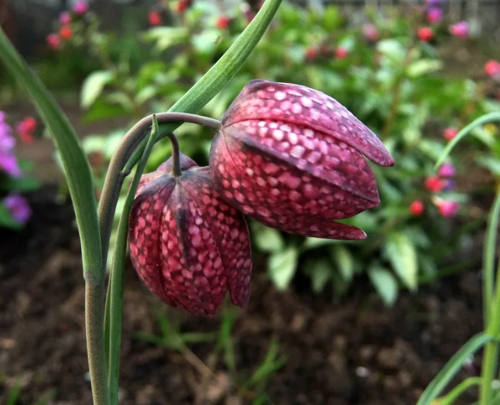 рябчик шахматный.