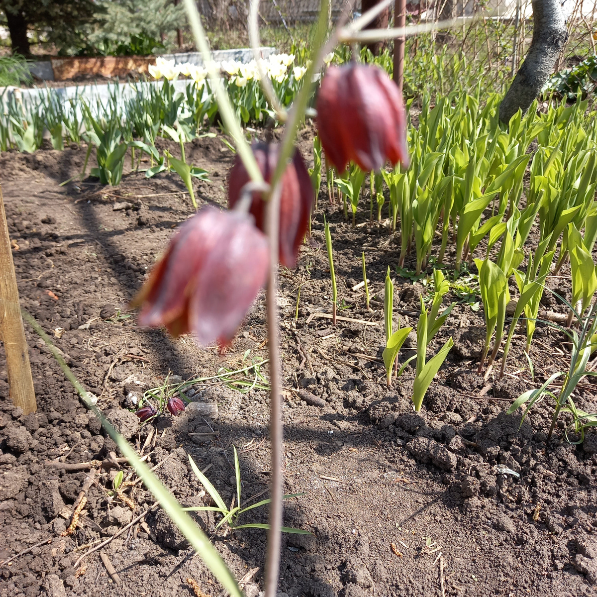 Взошел между грядок