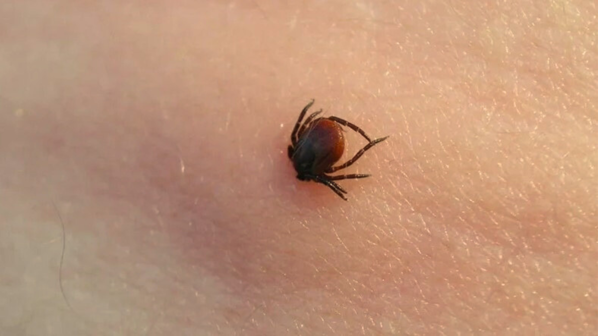 chem opasen iksodovyy kleshch