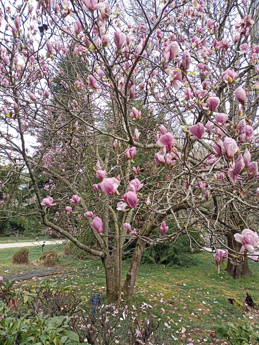 Как по мне такая красота должна побуждать к созерцанию на уважительном расстоянии. Но большинство посетителей считает, что их фотографии на фоне деревьев важнее растений под цветами. Трава затоптана до черноты. Эта магнолия, прячущаяся в стороне, единственная, которую не "заметили" люди. Ей повезло. 