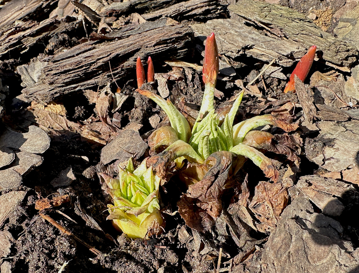 Трогательно, красиво. Оптимистично!