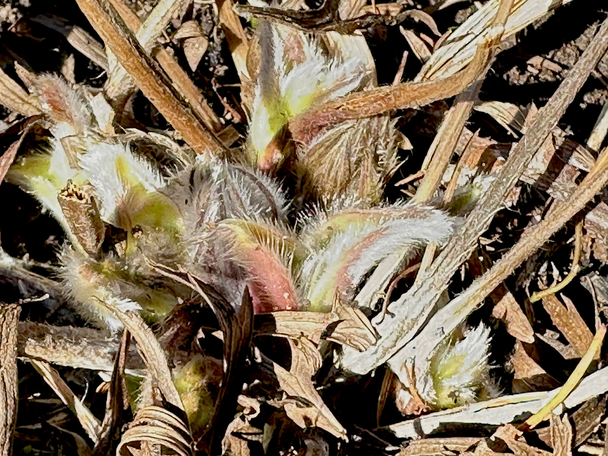 Самые нежные ростки - у прострела.