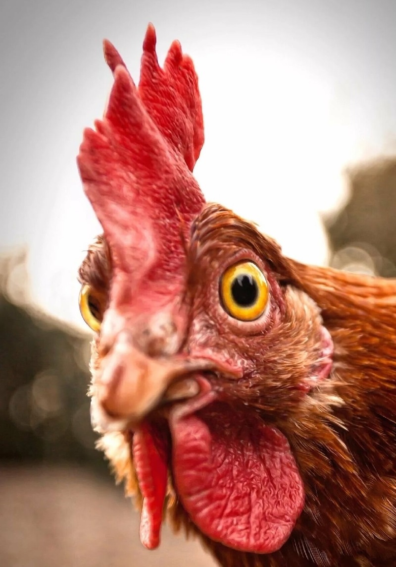 Фото петуха, как потомка древних динозавров.