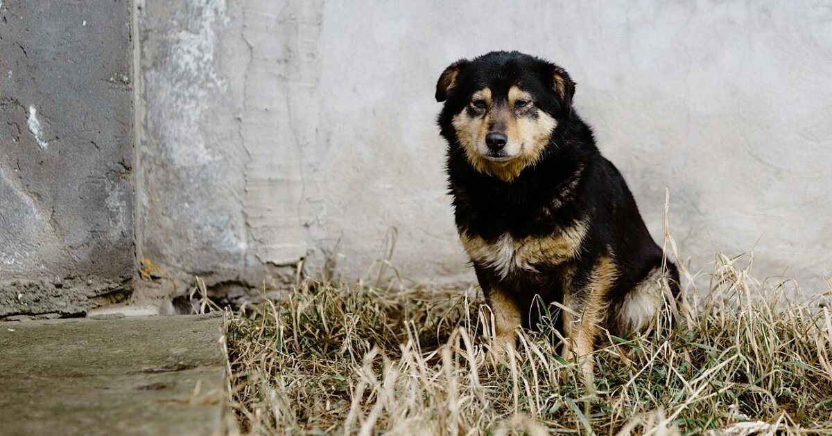 Фото: Artem Maltsev / Unsplash