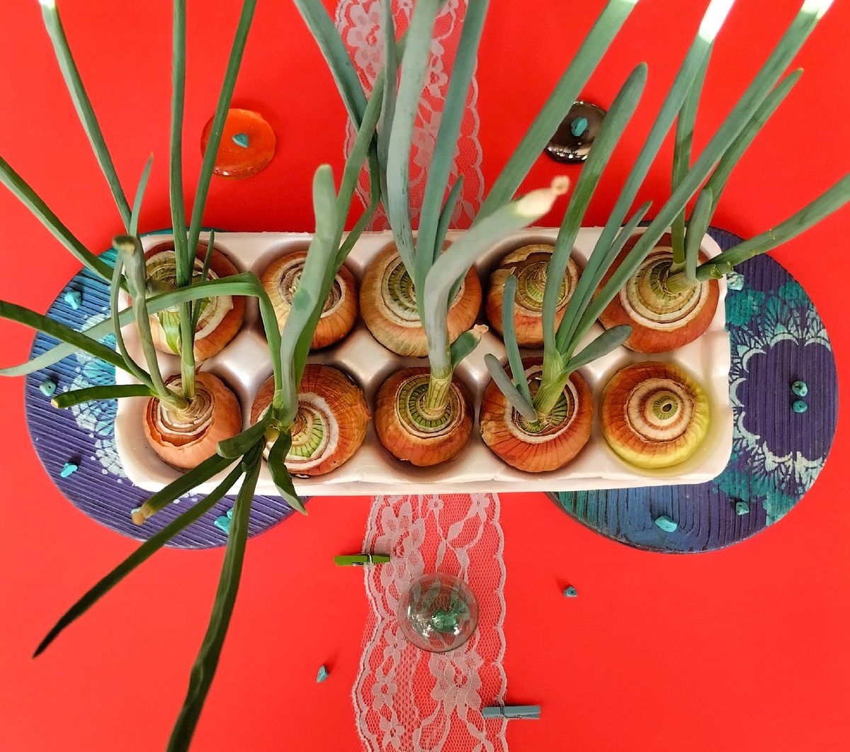 Выращенный на подоконнике лучок.