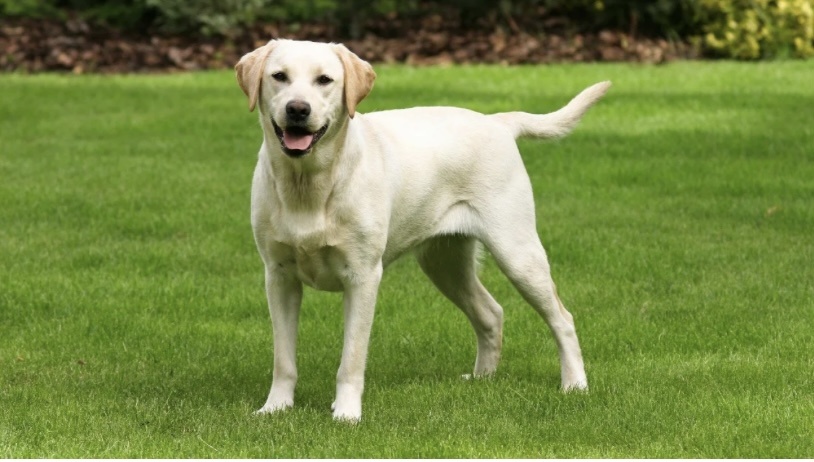  Лабрадор-ретривер