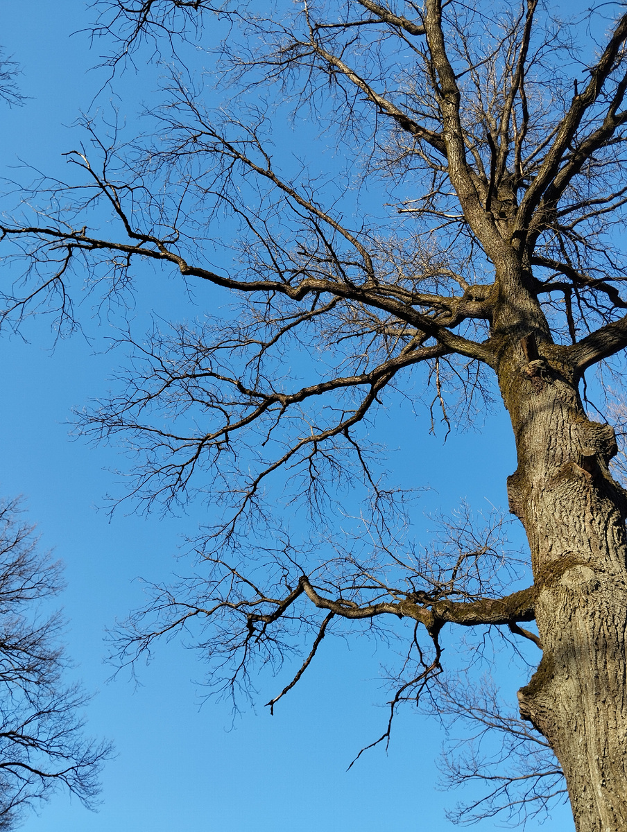 Март в Ботаническом саду. 23.03.2025 г, воскресенье. ЗДЕСЬ и далее фото автора и(или) из личного архива автора, если не указано иначе.