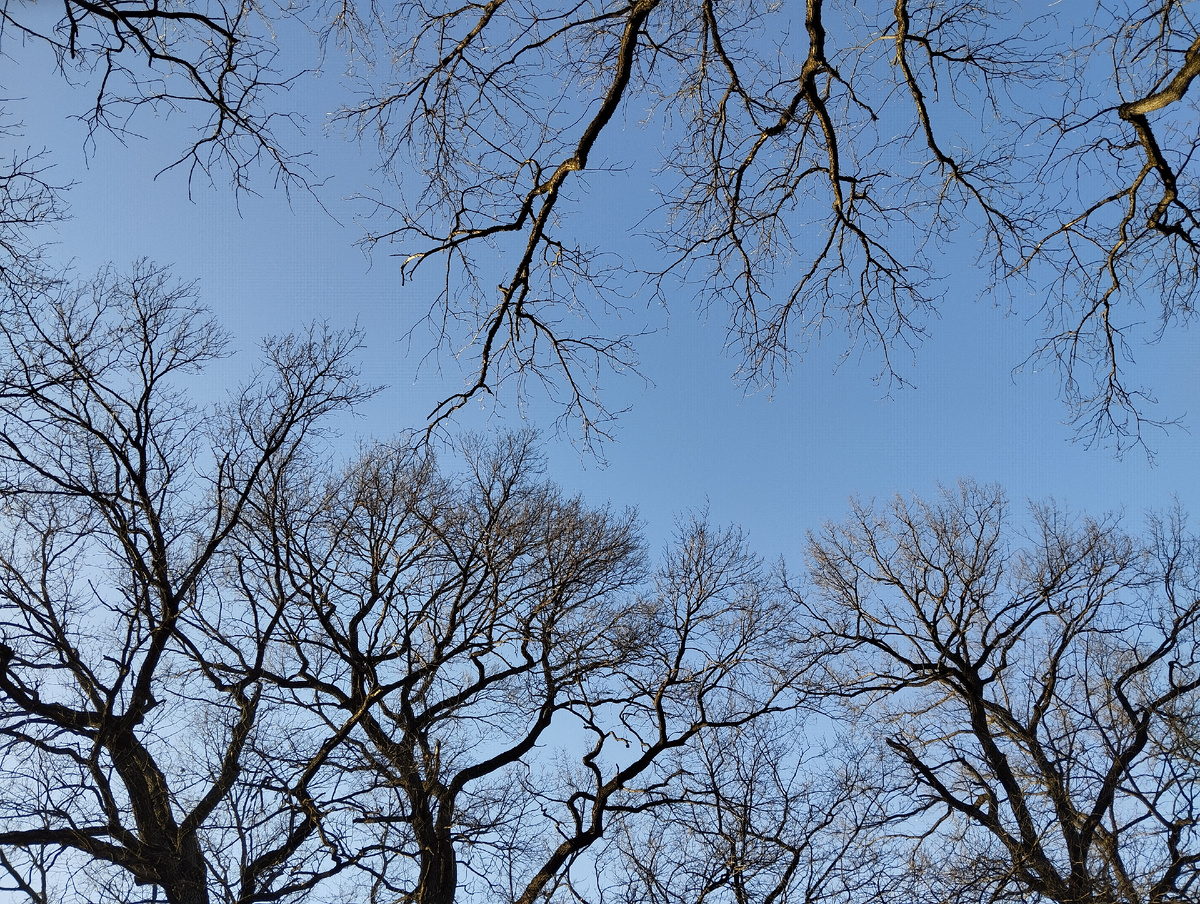 Март в Ботаническом саду. 23.03.2025 г, воскресенье. 