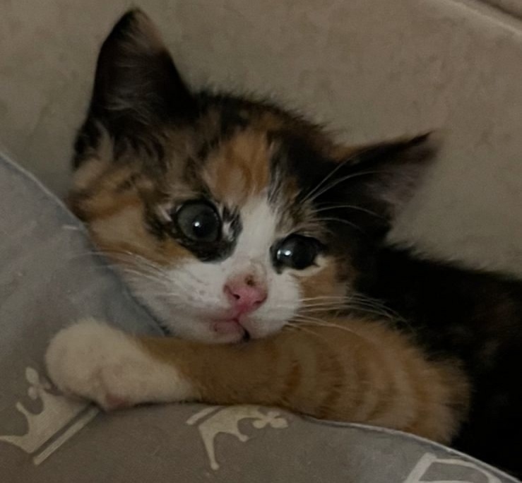 Анджелина на передержке после отлова в садоводстве