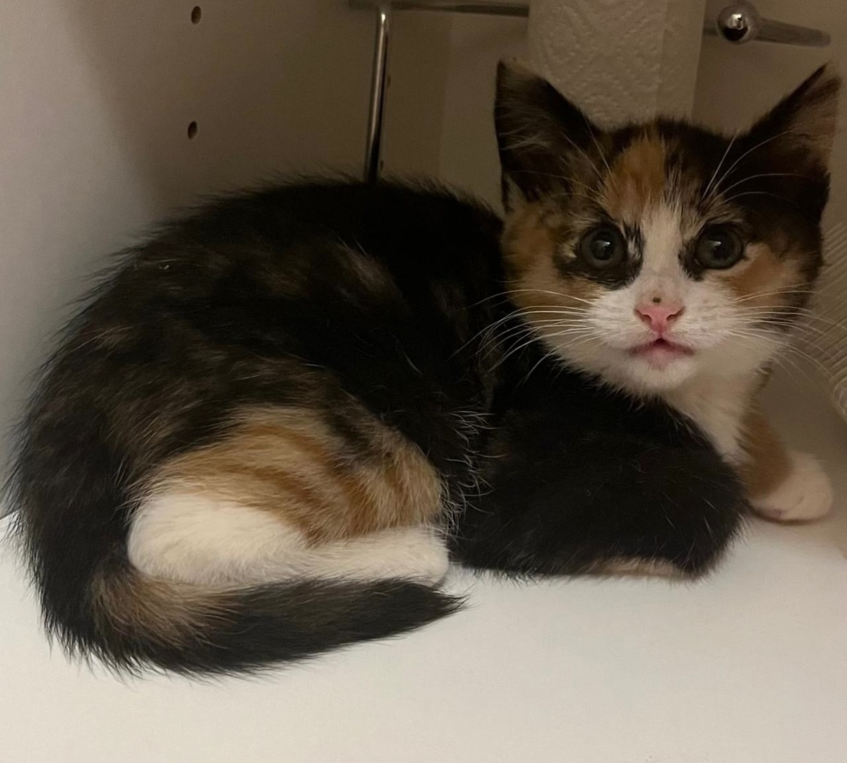 Анджелина на передержке после отлова в садоводстве