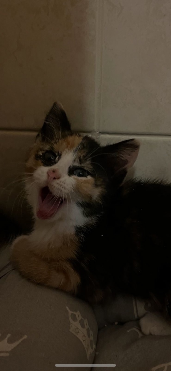 Анджелина на передержке после отлова в садоводстве