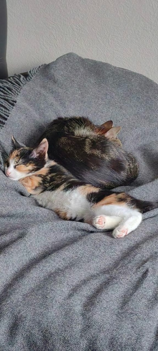 Алиса и Даша