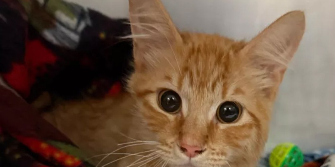 Котенок на двух лапах удивил хозяев своей невероятной силой духа