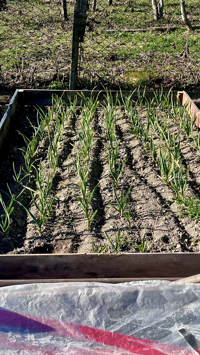 Чеснок колосится