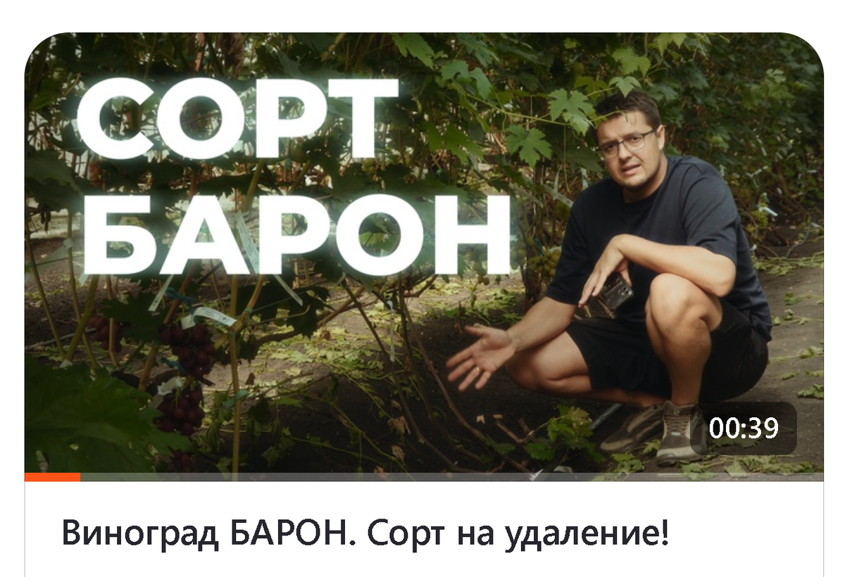 Заставка видео с канала ВИНОГРАД.РУ (Виноград Ульяновска)