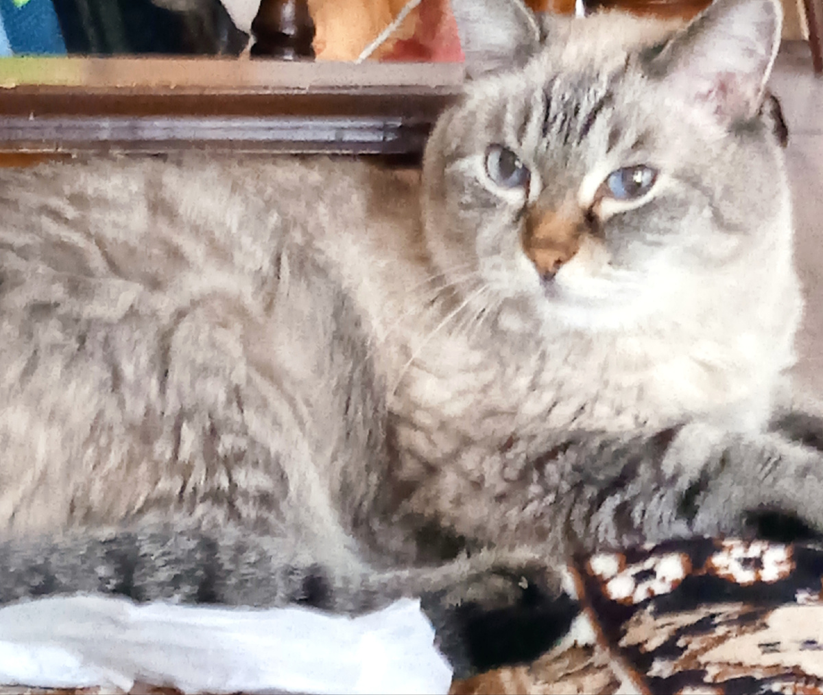 Мой старый добрый кот. 