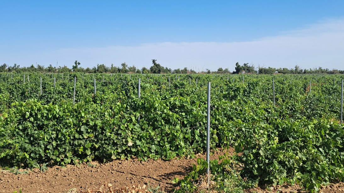 Виноградники хозяйства "Усадьба Саркел"