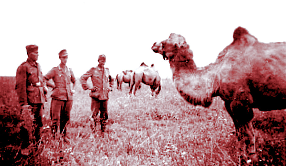 Как в годы ВОВ "геройски" воевал с Красной армией и партизанами калмыцкий кавалерийский корпус